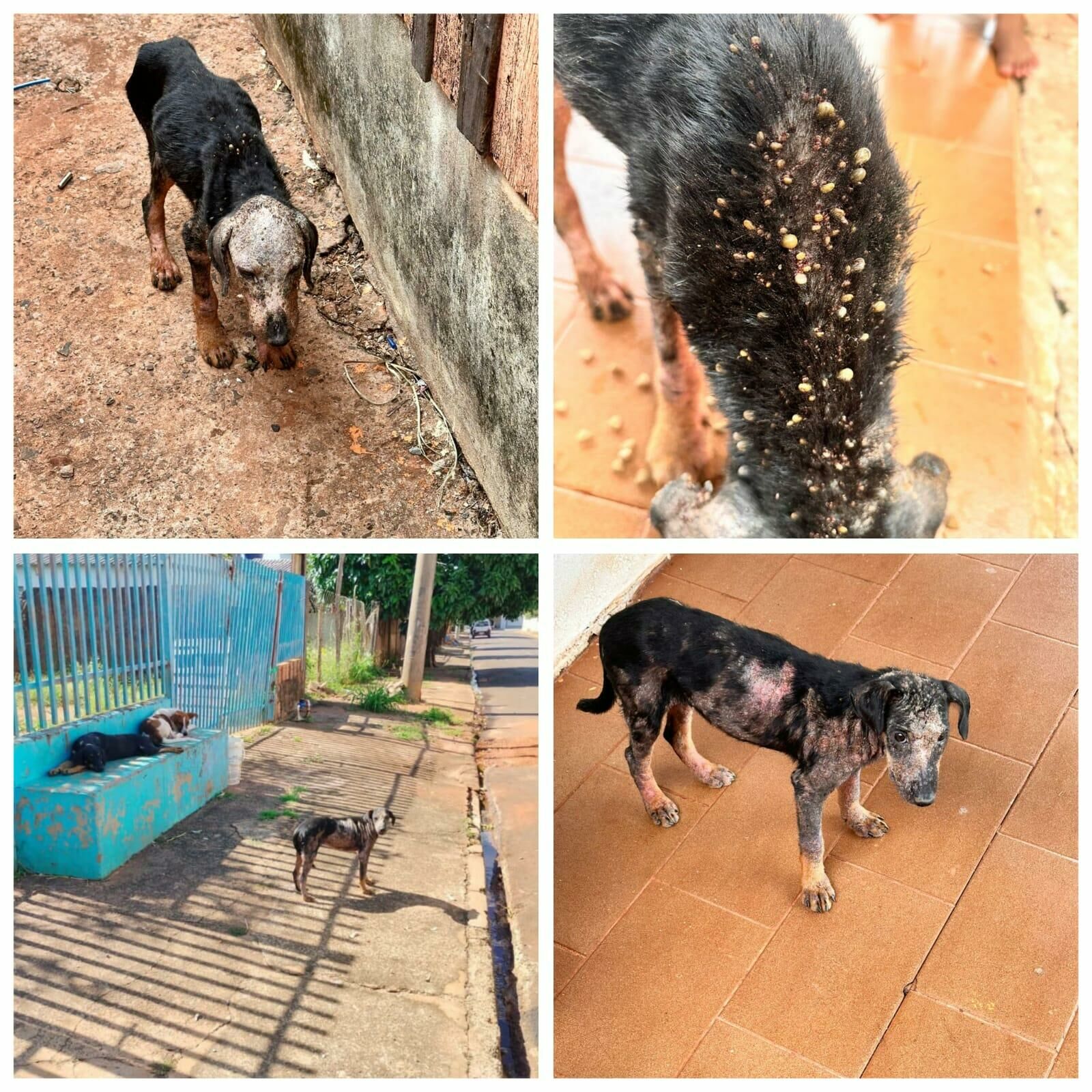 Imagem de compartilhamento para o artigo Vizinhos denunciam homem que mudou de casa e abandonou cachorros em Costa Rica da MS Todo dia